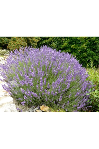 Lavandula angustifolia Izida компактний округлий кущ